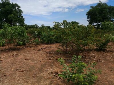 Vente de terrain Agricole à Sapouy