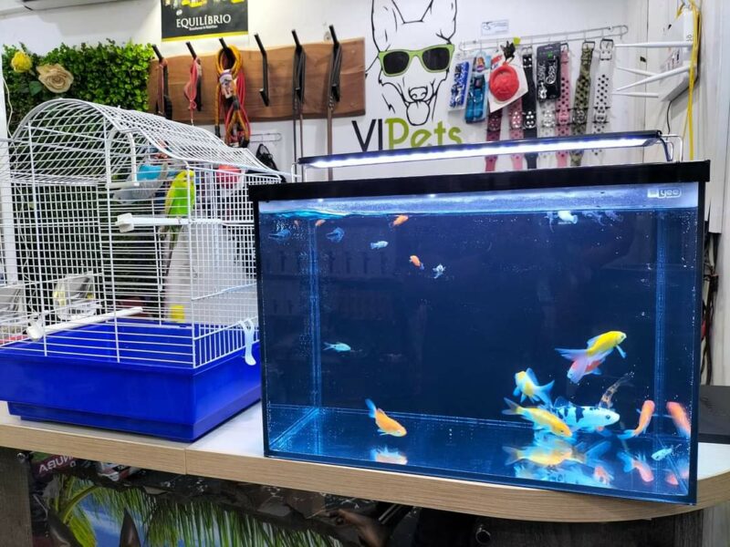 Des aquariums et des poissons d'ornements pour vos bureaux et maison