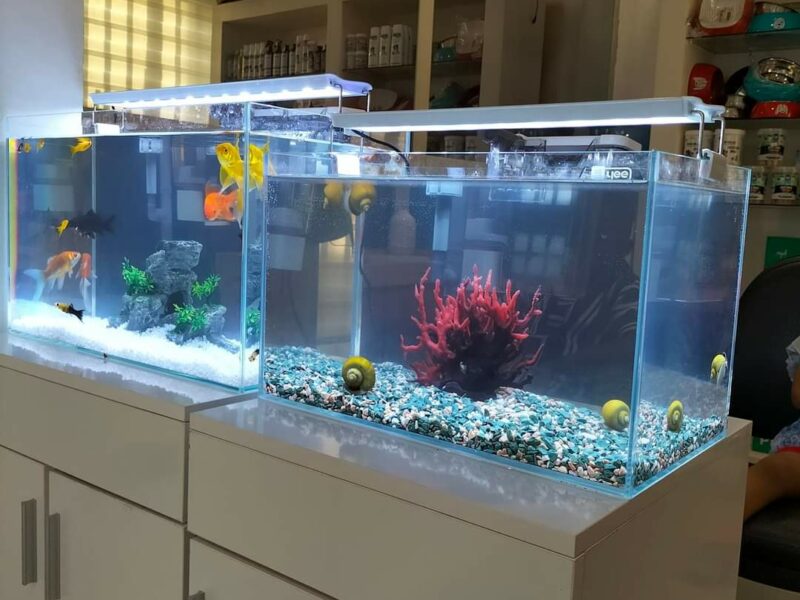 Des aquariums et des poissons d'ornements pour vos bureaux et maison