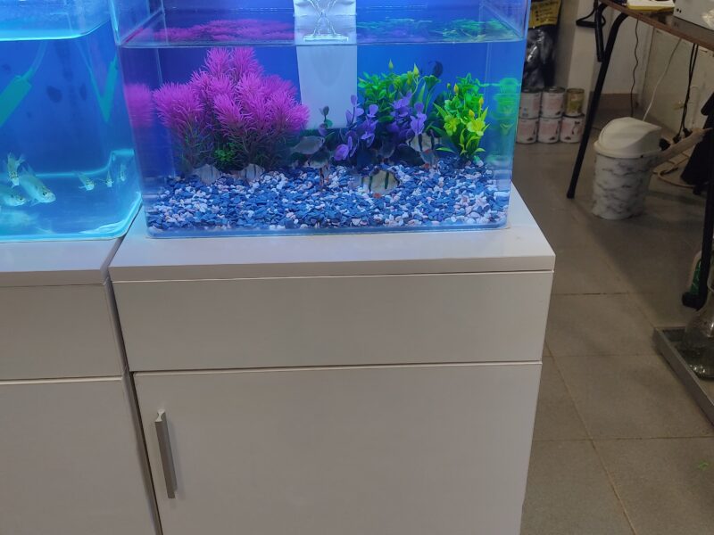 Des aquariums et des poissons d'ornements pour vos bureaux et maison