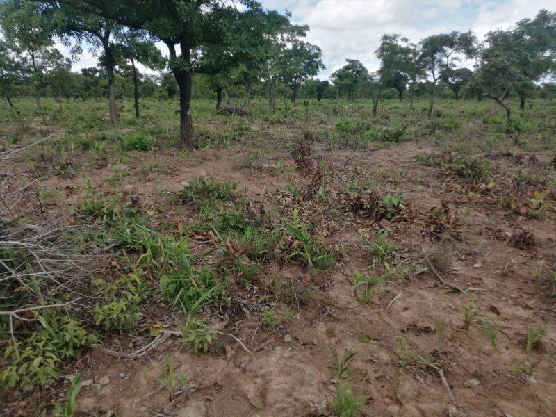 Terrain agricole